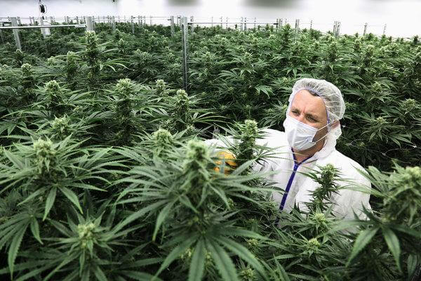 scientist gathering cannabis