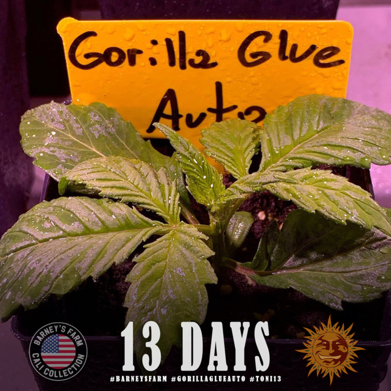 gorilla glue auto support 3