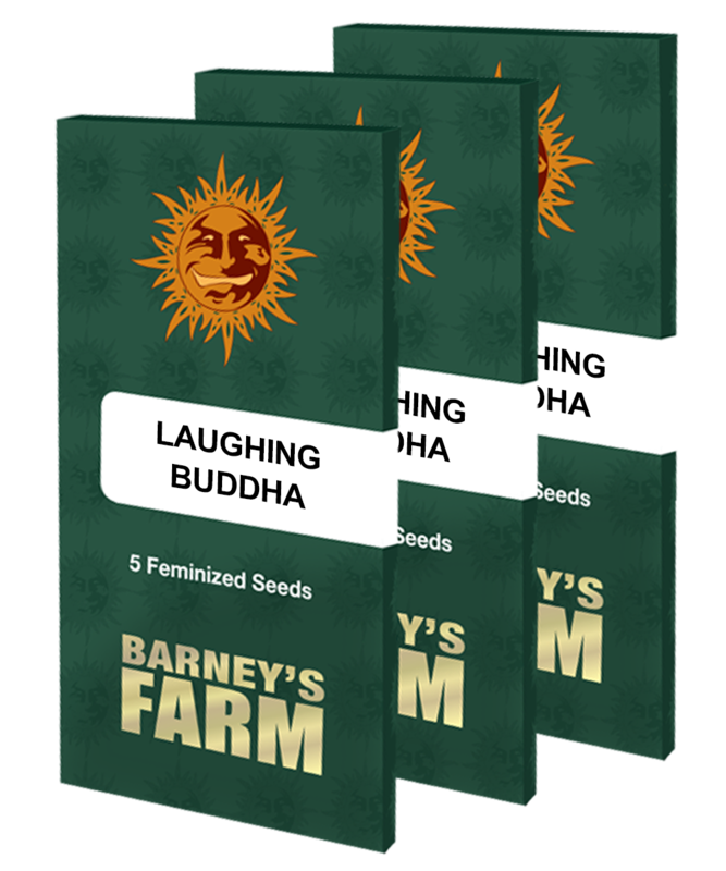 laughing buddha packet large
