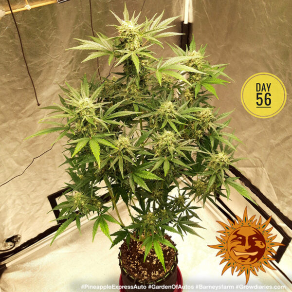 pineapple express auto support 5