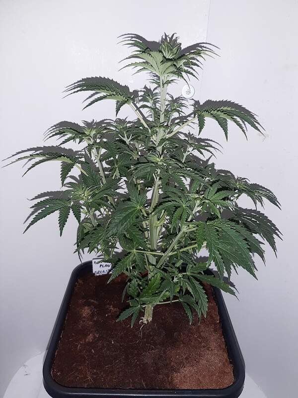 1630725 seedstockers bcn power plant grow journal by clubriotseedstockersbcn power plant